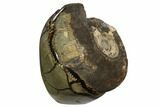 Ammonite In Septarian Nodule - Madagascar #124160-1
